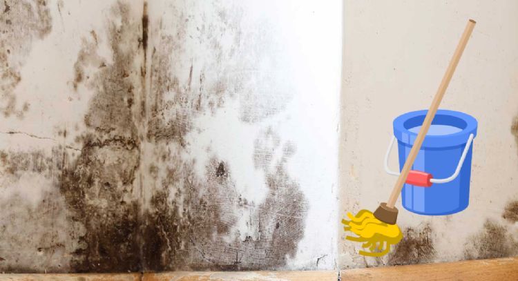 Cómo eliminar la humedad del piso con este secillo ingrediente