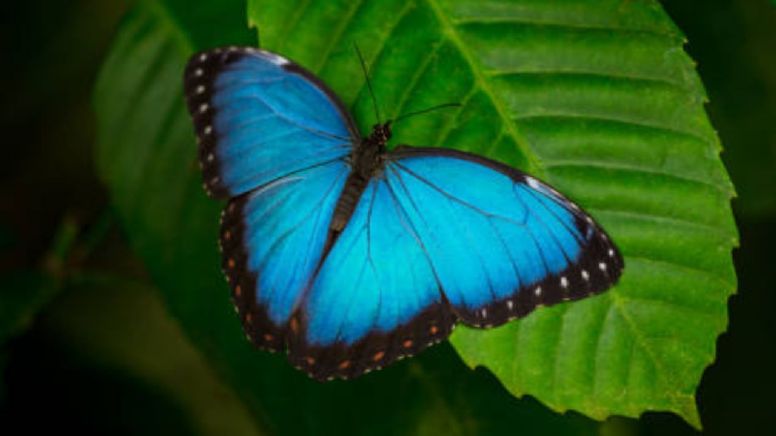 Conoce el profundo significado de que aparezca una mariposa azul en tu casa
