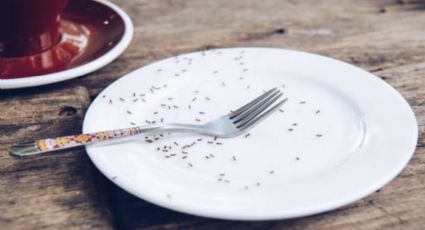 Despídete de las hormigas de tu cocina con este viejo truco que pocos recuerdan