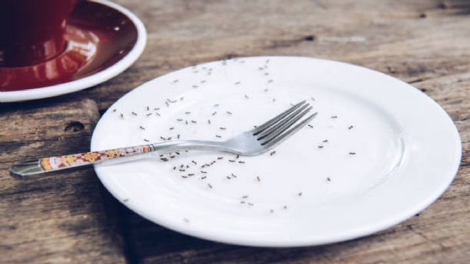 Despídete de las hormigas de tu cocina con este viejo truco que pocos recuerdan