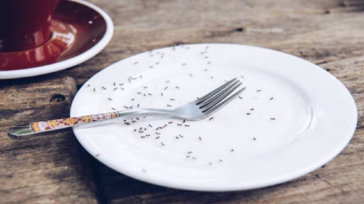 Despídete de las hormigas de tu cocina con este viejo truco que pocos recuerdan