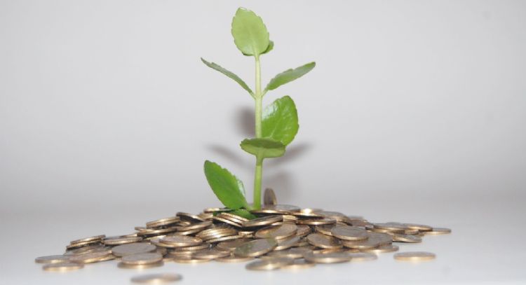 La planta que no es el árbol de jade pero también atrae el dinero y la prosperidad