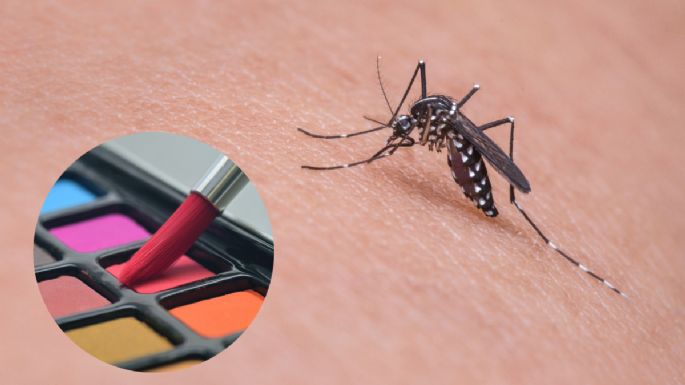 Conoce cuáles son los colores que atraen los mosquitos, según afirma la ciencia