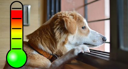 Cómo saber si mi perro tiene fiebre