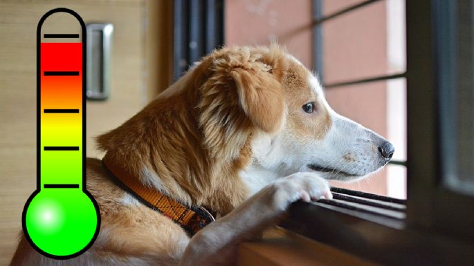 Cómo saber si mi perro tiene fiebre