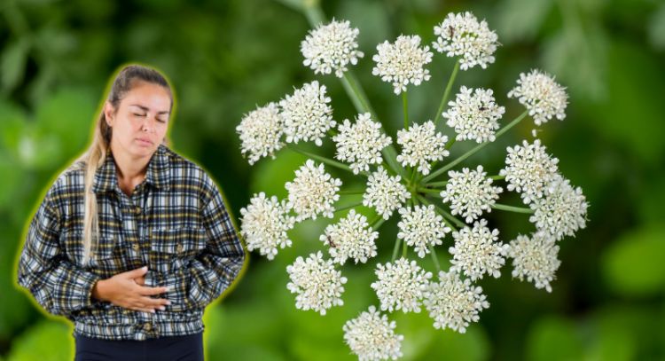 Toma aire antes de conocer la poderosa hierba que reduce la hinchazón y que puede ayudarte a bajar d
