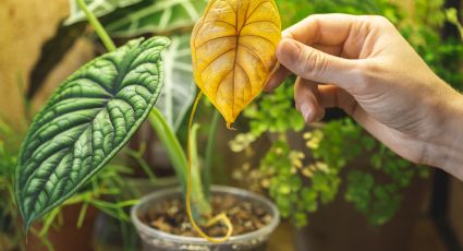 Cuál es el secreto de los jardineros para revivir las plantas secas