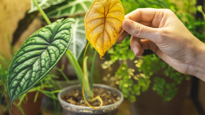 Cuál es el secreto de los jardineros para revivir las plantas secas