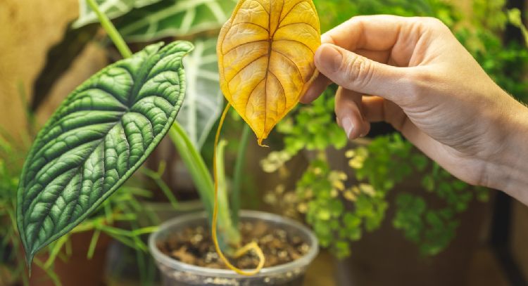 Cuál es el secreto de los jardineros para revivir las plantas secas