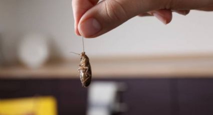 Cuál es el barato ingrediente de cocina con el que ahuyentarás las cucarachas de tu casa en pocas horas