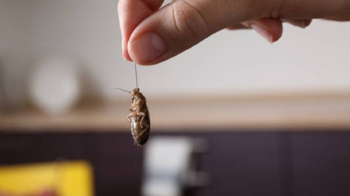 Cuál es el barato ingrediente de cocina con el que ahuyentarás las cucarachas de tu casa en pocas horas