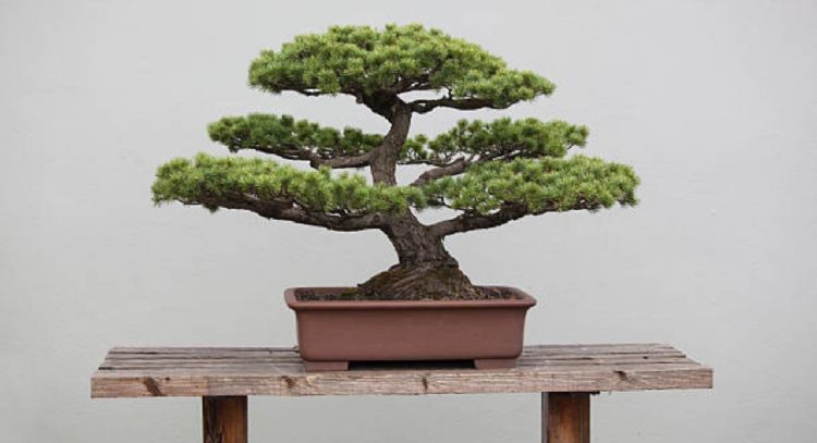 Esta es la planta que no deberías tener nunca en casa, según el Feng Shui