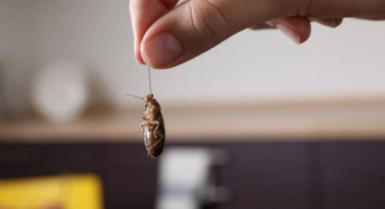 Cuántas cucharadas de sal necesitas para eliminar las cucarachas de la cocina