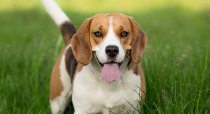 Las 5 palabras que harán excesivamente feliz a tu perro, según veterinarios