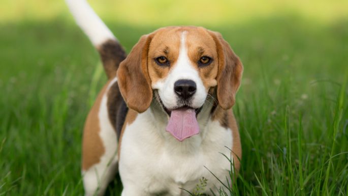 Las 5 palabras que harán excesivamente feliz a tu perro, según veterinarios