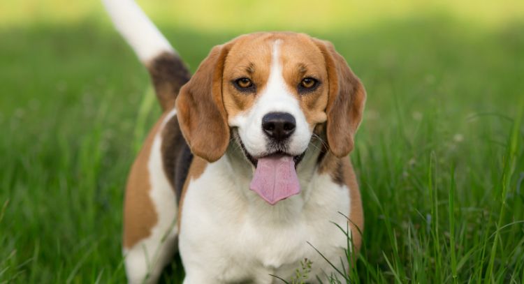 Las 5 palabras que harán excesivamente feliz a tu perro, según veterinarios