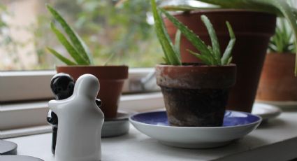 Conoce el mejor lugar para tu planta de aloe vera, según expertos en jardinería