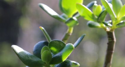 Coloca una cucharadita de esta legumbre y tu árbol de jade crecerá sano y fuerte