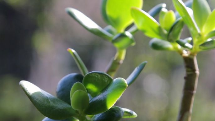 Coloca una cucharadita de esta legumbre y tu árbol de jade crecerá sano y fuerte