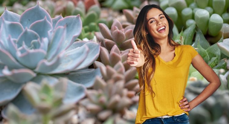 Jardinería: evita que tu suculenta se marchite con este truco casero