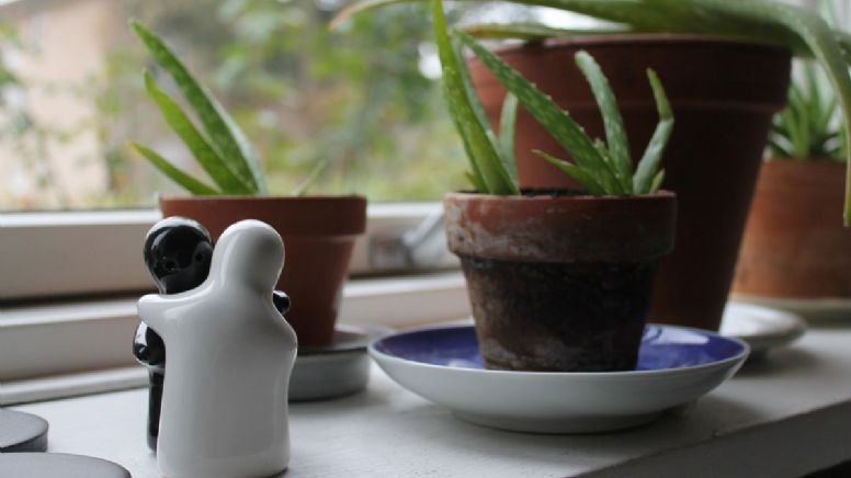 Conoce el mejor lugar para tu planta de aloe vera, según expertos en jardinería