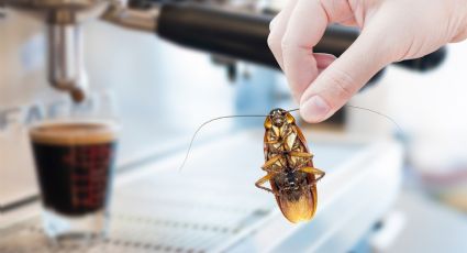 Toma aire antes de conocer el poderoso método con café para eliminar las cucarachas al instante