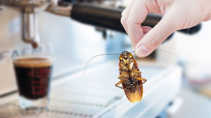 Toma aire antes de conocer el poderoso método con café para eliminar las cucarachas al instante