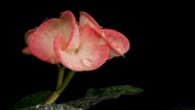 Coloca 1 cucharada de este ingrediente de cocina para que tu Corona de Cristo estalle de flores