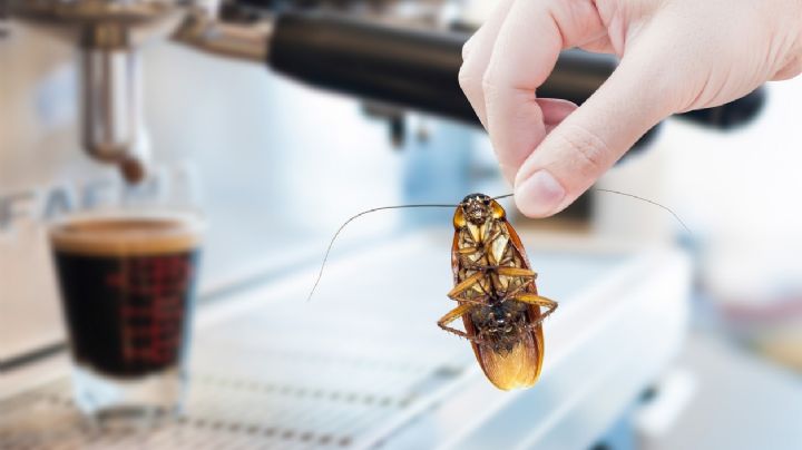 Toma aire antes de conocer el poderoso método con café para eliminar las cucarachas al instante