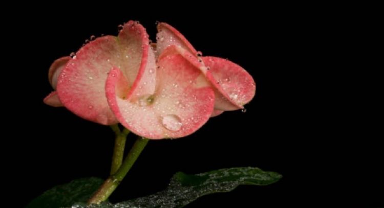 Cuál es la planta que puedes tener en tu jardín y podría ser peligroso para tus mascotas