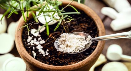 El poderoso fertilizante casero para tus plantas con el desecho de una verdura