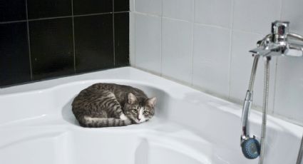 ¿Cada cuánto tiempo puedo bañar a mi gato y cómo hago para que no escape?