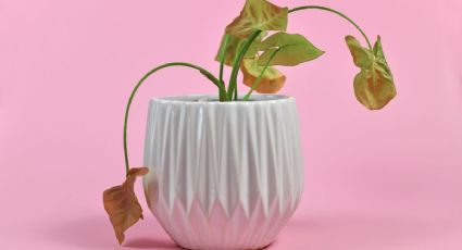 Cuál es el alimento que revive tus plantas sin gastar de más