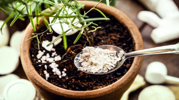 El poderoso fertilizante casero para tus plantas con el desecho de una verdura