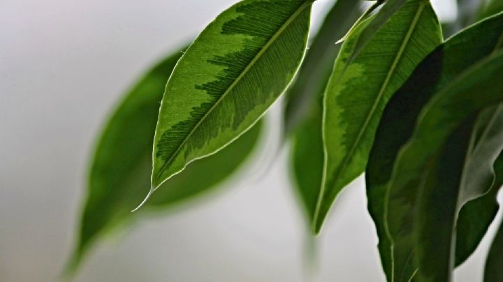 Descubre que planta debes tener en el living de casa para atraer la amistad, según el Feng Shui