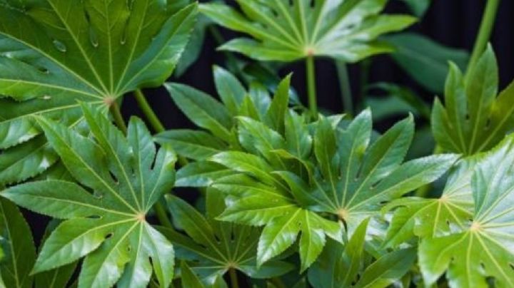 Estas son los tipos de plantas que mejor se adaptan a las esquinas del hogar