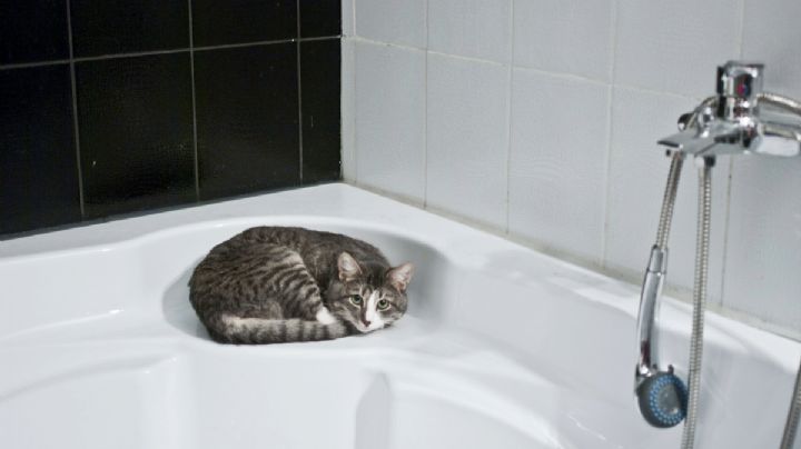 ¿Cada cuánto tiempo puedo bañar a mi gato y cómo hago para que no escape?