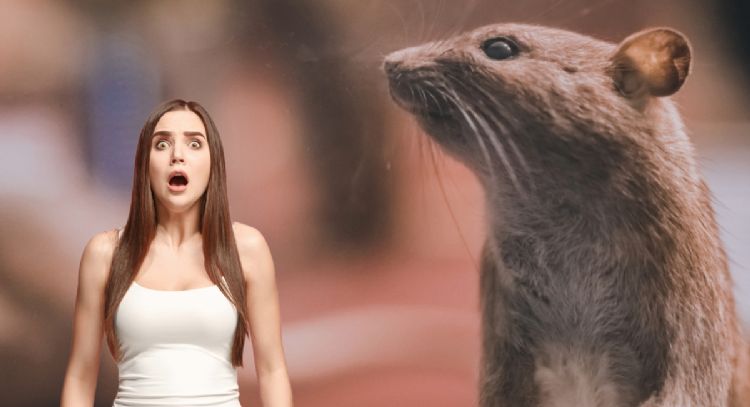 El truco casero y efectivo para ahuyentar ratones de tu casa