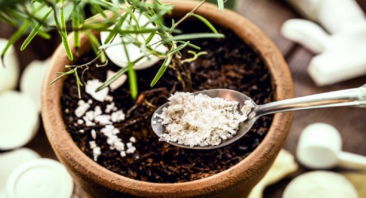 El poderoso fertilizante casero para tus plantas con el desecho de una verdura