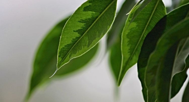 Descubre que planta debes tener en el living de casa para atraer la amistad, según el Feng Shui