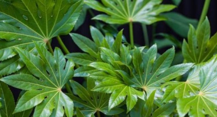 Estas son los tipos de plantas que mejor se adaptan a las esquinas del hogar