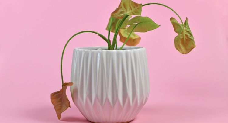 Cuál es el alimento que revive tus plantas sin gastar de más