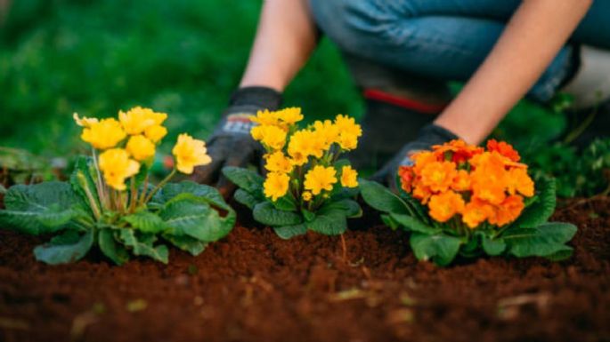 Cómo se prepara un abono casero con solo 1 ingrediente que siempre botas a la basura