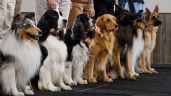 Foto ilustrativa de la nota titulada Estas son las 3 razas de perros más lindas, según veterinarios expertos