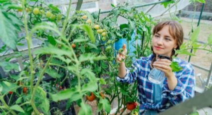 Cómo preparar un insecticida casero para eliminar los pulgones de tus plantas con solo 3 ingredientes