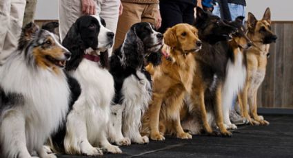 Estas son las 3 mejores razas de perros para trabajo del mundo