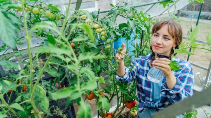 Cómo preparar un insecticida casero para eliminar los pulgones de tus plantas con solo 3 ingredientes