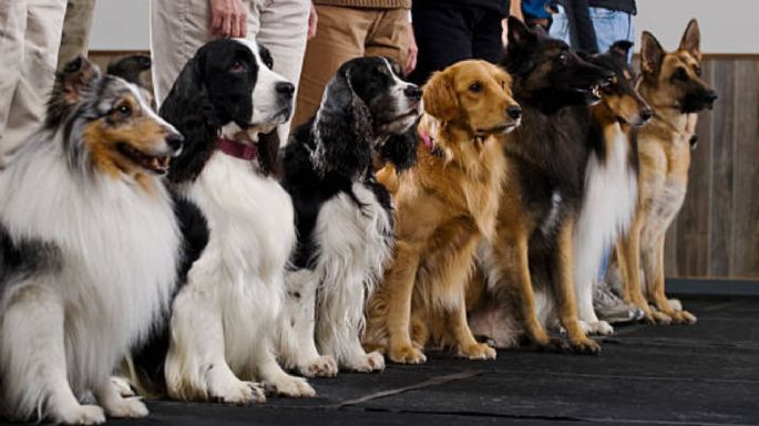 Estas son las 3 mejores razas de perros para trabajo del mundo