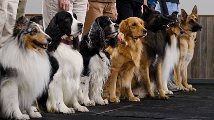 Estas son las 3 razas de perros más lindas, según veterinarios expertos