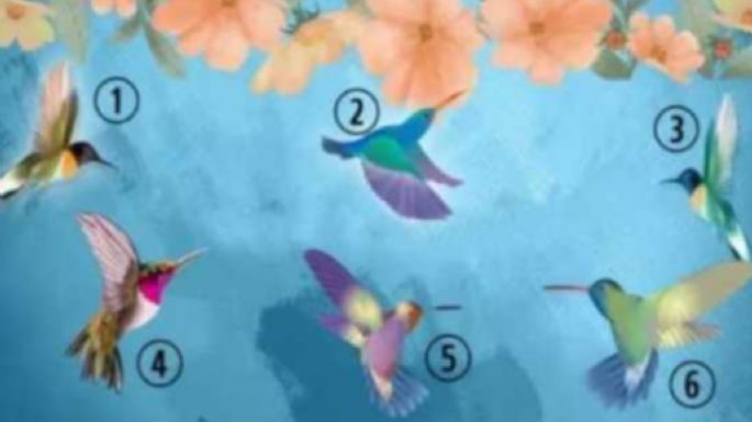 Test de personalidad: elige un colibrí y descubre algo clave de tu personalidad
